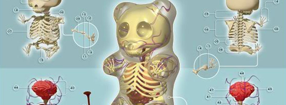 Jason Freeny – Anatomy of a Gummi Bear